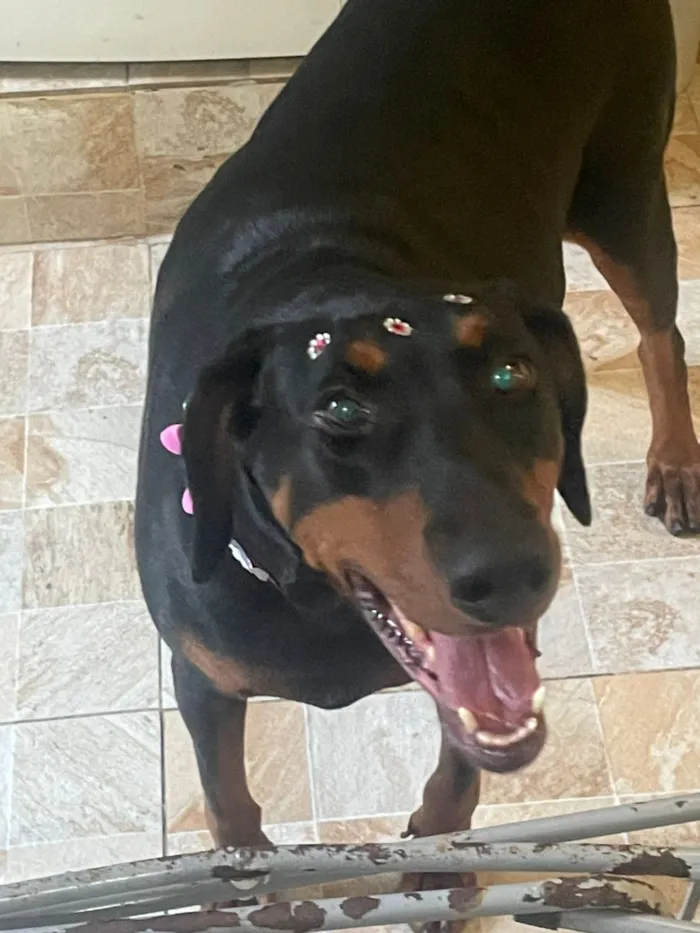 Cachorro raça Dobermann idade 6 ou mais anos nome Maggie