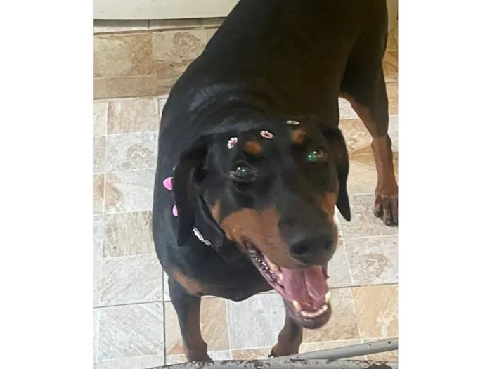 Cachorro raça Dobermann idade 6 ou mais anos nome Maggie