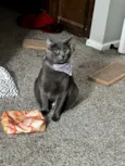 Violet 