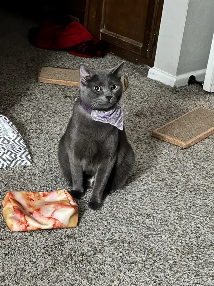 Gato raça SRD-ViraLata idade 6 ou mais anos nome Violet 