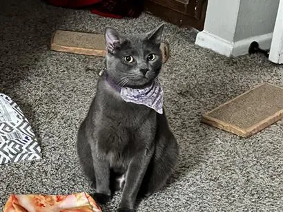 Gato raça SRD-ViraLata idade 6 ou mais anos nome Violet 