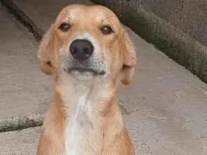 Cachorro raça SRD-ViraLata idade 7 a 11 meses nome Max