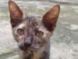 Macaquinha
