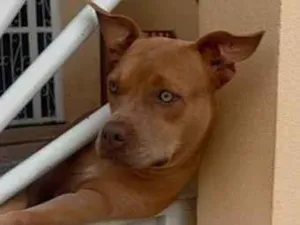 Cachorro raça Pit-Bull idade 5 anos nome LUA