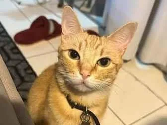 Gato raça SRD-ViraLata idade 6 ou mais anos nome Arthur