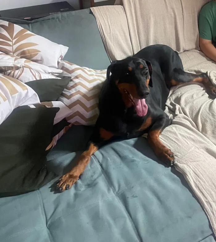 Cachorro raça Dobermann idade 6 ou mais anos nome Maggie