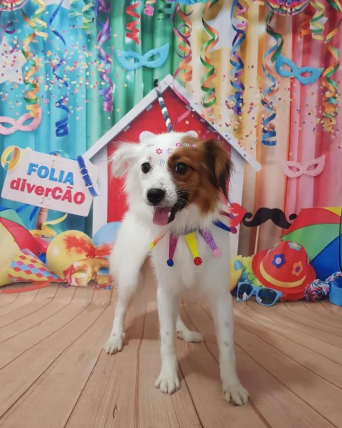 Cachorro raça Maltês idade 4 anos nome Maya