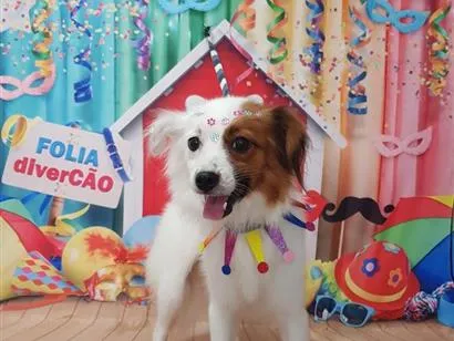Cachorro raça Maltês idade 4 anos nome Maya