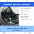 Filhote Frajola