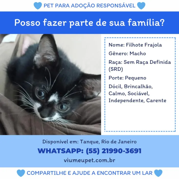 Gato raça SRD-ViraLata idade 2 a 6 meses nome Filhote Frajola