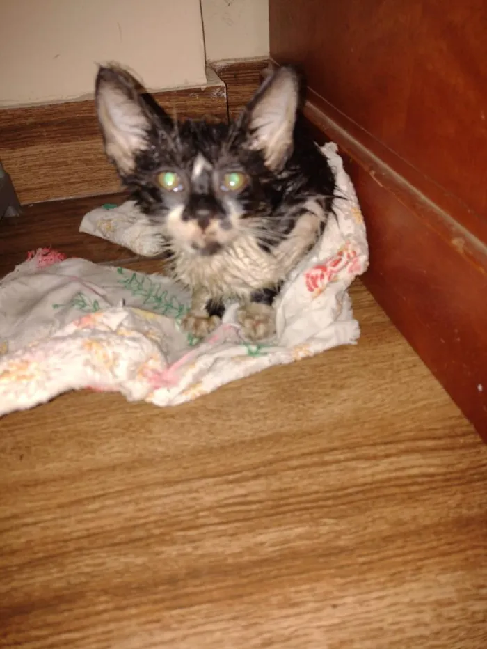 Gato raça SRD-ViraLata idade 2 a 6 meses nome Filhote Frajola