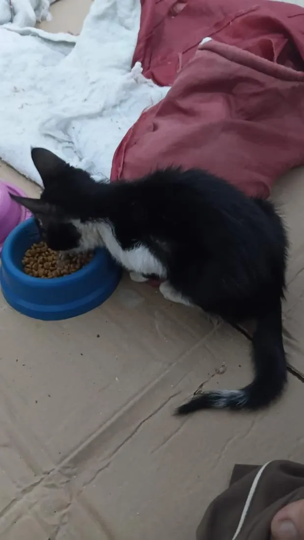 Gato raça SRD-ViraLata idade 2 a 6 meses nome Filhote Frajola