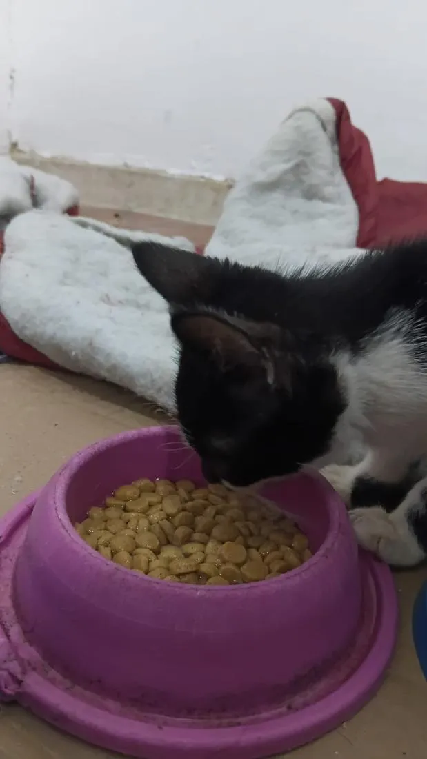 Gato raça SRD-ViraLata idade 2 a 6 meses nome Filhote Frajola