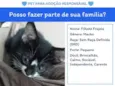 Filhote Frajola