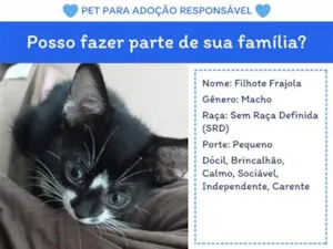 Gato raça SRD-ViraLata idade 2 a 6 meses nome Filhote Frajola