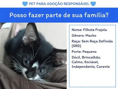 Gato raça SRD-ViraLata idade 2 a 6 meses nome Filhote Frajola
