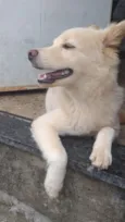 Princesa 