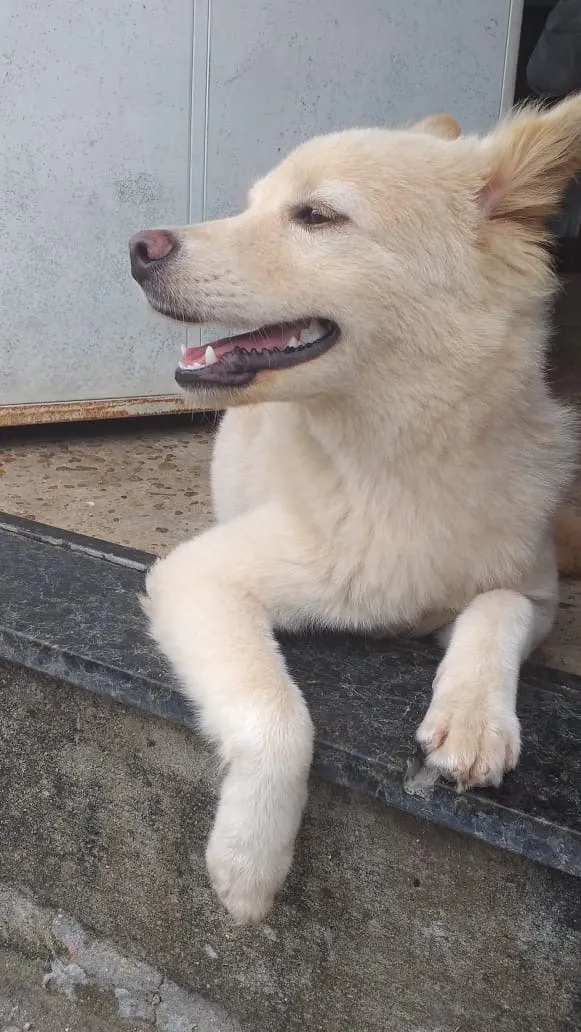 Cachorro raça SRD-ViraLata idade 3 anos nome Princesa 