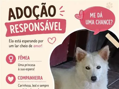 Cachorro raça SRD-ViraLata idade 3 anos nome Princesa 