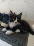 Gina