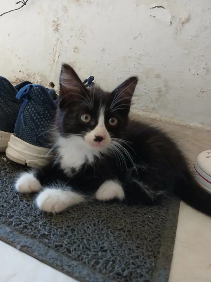 Gato raça Persa idade 2 a 6 meses nome Gina