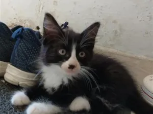 Gato raça Persa idade 2 a 6 meses nome Gina