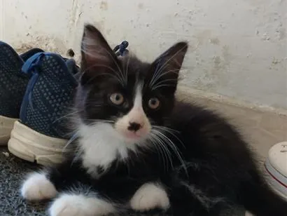 Gato raça Persa idade 2 a 6 meses nome Gina