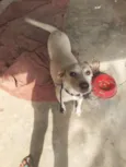 Bela