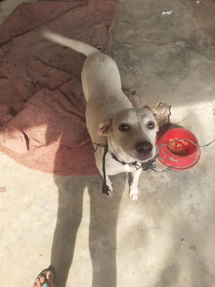 Cachorro raça SRD-ViraLata idade 1 ano nome Bela