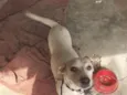 Bela
