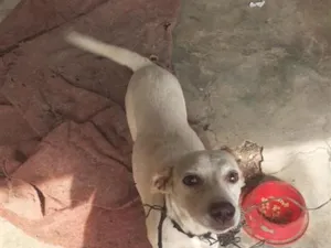 Cachorro raça SRD-ViraLata idade 1 ano nome Bela