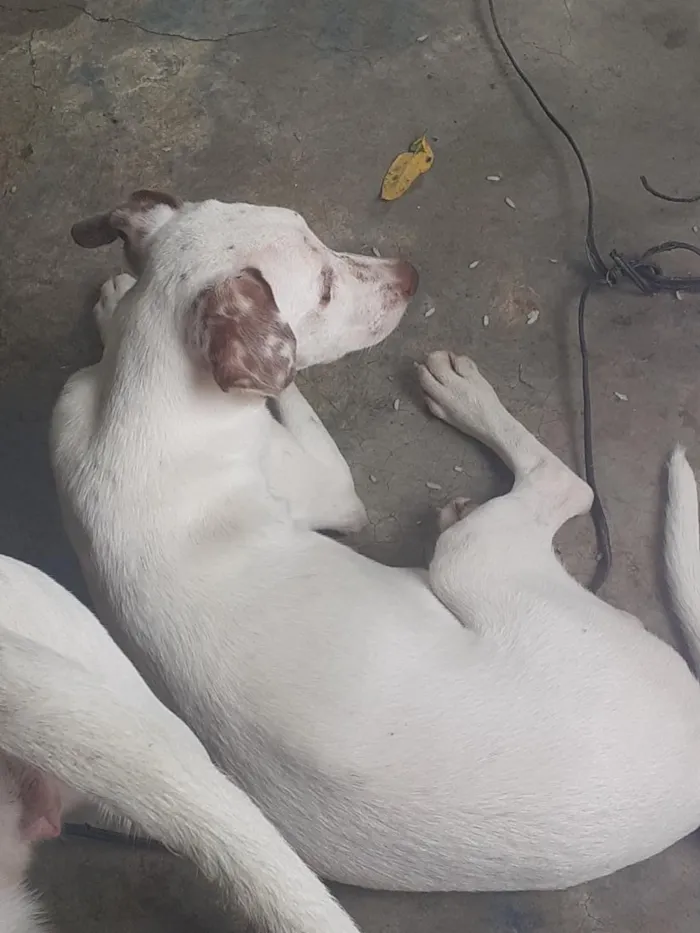 Cachorro raça SRD-ViraLata idade 7 a 11 meses nome branquinho