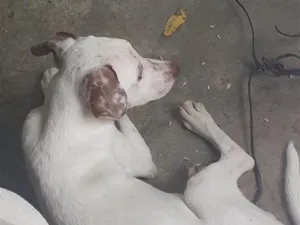 Cachorro raça SRD-ViraLata idade 7 a 11 meses nome branquinho