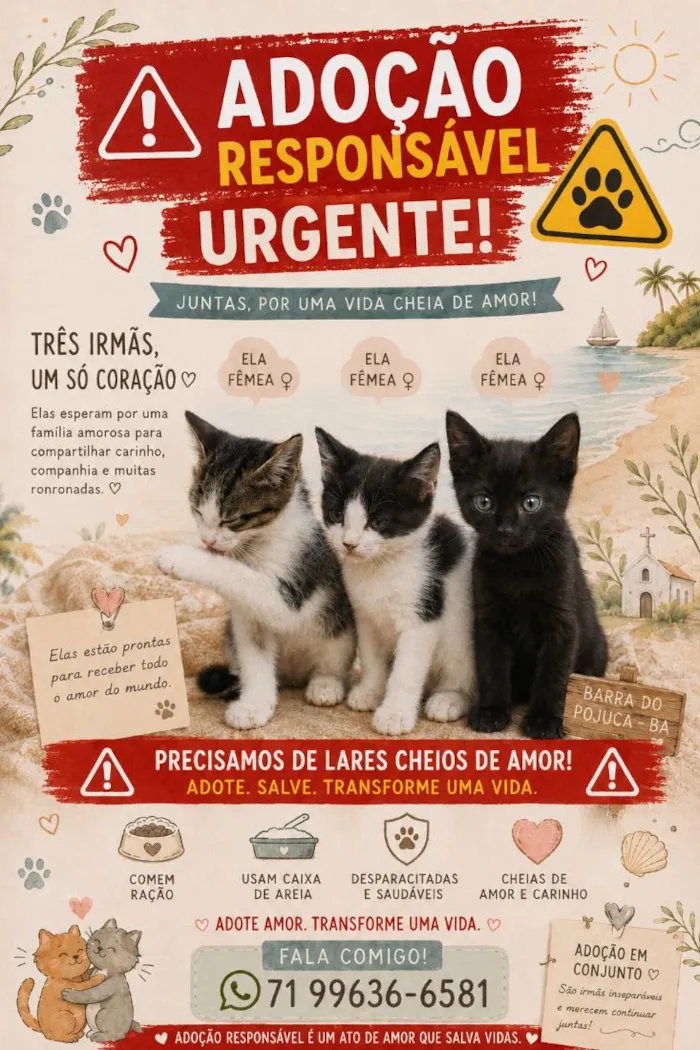 Gato raça Siamês idade 2 a 6 meses nome Gatinhas 
