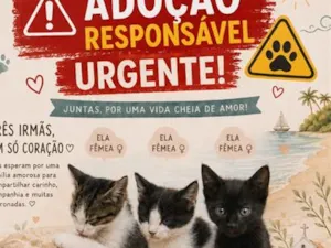Gato raça Siamês idade 2 a 6 meses nome Gatinhas 