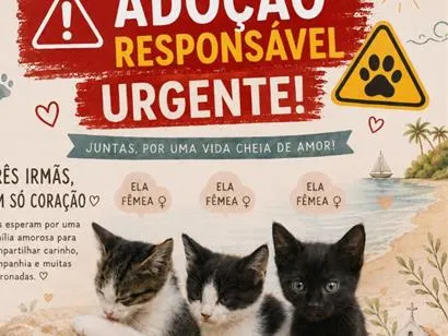 Gato raça Siamês idade 2 a 6 meses nome Gatinhas 