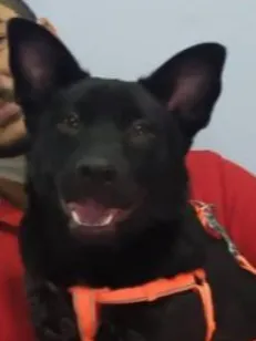 Cachorro raça SRD-ViraLata idade 5 anos nome Brownie