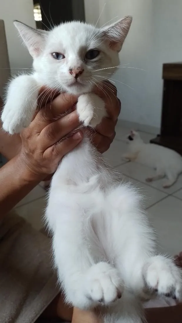 Gato raça SRD-ViraLata idade Abaixo de 2 meses nome bella