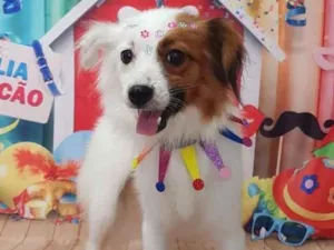 Cachorro raça Maltês idade 4 anos nome Maya