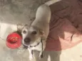 Bela