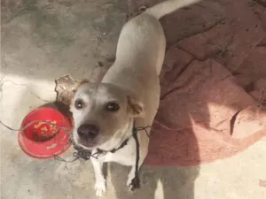 Cachorro raça SRD-ViraLata idade 1 ano nome Bela