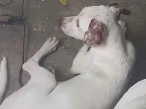 Cachorro raça SRD-ViraLata idade 7 a 11 meses nome branquinho