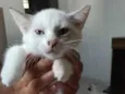 bella