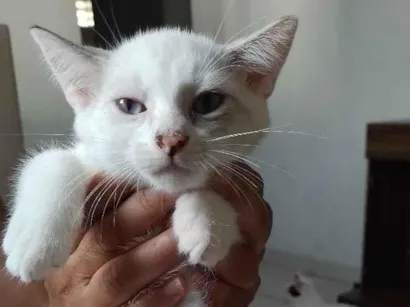 Gato raça SRD-ViraLata idade Abaixo de 2 meses nome bella