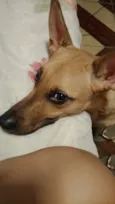 bela