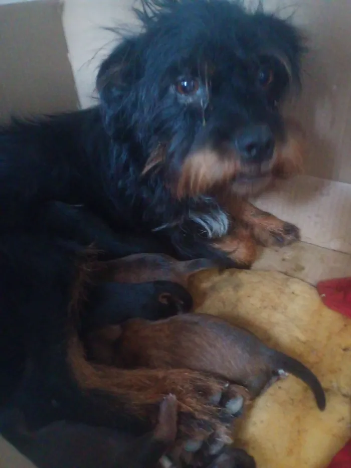 Cachorro raça Yorkshire idade Abaixo de 2 meses nome Eliene santos 