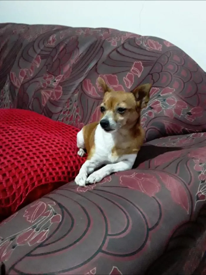 Cachorro raça Pinscher idade 6 ou mais anos nome Suzi