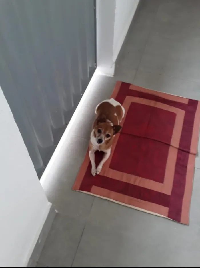 Cachorro raça Pinscher idade 6 ou mais anos nome Suzi