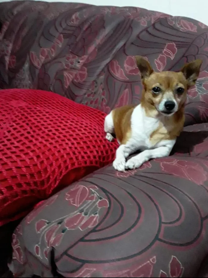 Cachorro raça Pinscher idade 6 ou mais anos nome Suzi