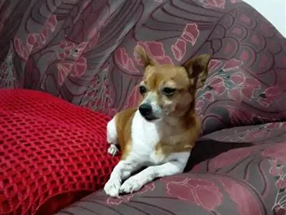 Cachorro raça Pinscher idade 6 ou mais anos nome Suzi